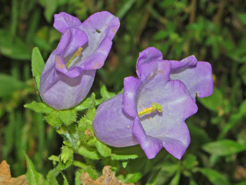 Campanula medium / Campanula toscana